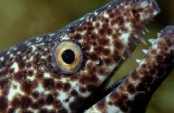This spotted eel seemed to like the glass port. by Allen Ayling 